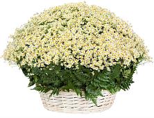 Цветочная композиция из Ромашки в корзине #REPLACE_PRED# Асекеево